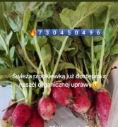 Rzodkiewka organiczna uprawa Ilość ograniczona 