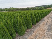 Tuja szmaragd 160-180cm  szmaragdowe szmaragdowa 