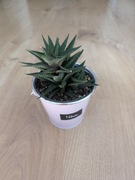 Haworthia roślina doniczkowa sukulent