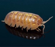 Armadillidium vulgare candy mix 12szt