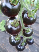 Pomidor Indigo Rose czarny 