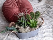 Kompozycja Sukulenty i Kaktusy