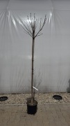 Catalpa "Nana" Pa 180cm