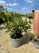 Kalina Dawida / Viburnum davidii / 25-60cm