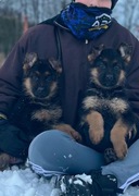 Owczarek Niemiecki szczeniaki 9 tyg. FCI ZKwP  