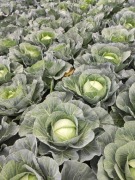 KAPUSTA BIAŁA duża/szatkowana/na gołąbki 2,3 zł/kg