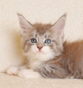 Śliczna koteczka Maine Coon - Legalna hodowla 
