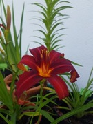 Liliowiec Crimson Pirate