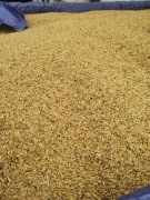 Sprzedam owies Harnaś 