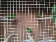 Papugi średnie Modrolotki Kozie