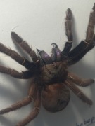 Ptasznik Rzadki eksponat ramka preparat w ramce Ephebopus cyanognathus