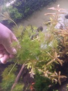 limnophila sessiliflora