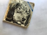 Psy, seria nasze hobby, Henryk Lisiecki