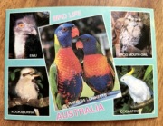 Pocztówka AUSTRALIA - Bird Life - Sydney G. Hughes - Ptaki