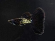 Gupiki Black Metal, młode 3-4cm WYSYŁKA