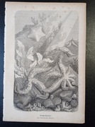 Piękna oryginalna litografia XIX - XX w. - Rozgwiazdy 2