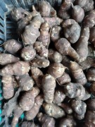 11kg Topinambur ekonomiczny wydajny sadzeniak leczniczy ciśnienie minerały 