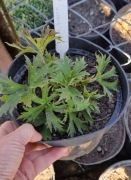 Tojad Purple  Sparrow  1.5l donica  