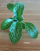 Primulina, chirita Hisako, rodzina fiołek afrykański 