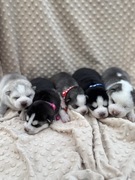 Husky Siberian szczenię