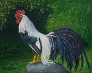 Obraz na płótnie Koguta rasy SHOUKOKU