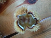 Kasztany jadalne łupiny susz florystyczny 30 szt