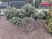 jałowiec duży formowany – efektowny, ogrodowy „bonsai”