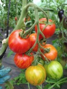 Pomidor Tigierella Cherry 