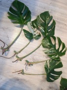 Monstera variegata marmurkowa 