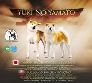 Akita Inu japońska ZKwP/FCI