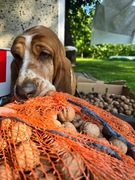 ORZECHY WŁOSKIE ekologiczne z ogrodu niepryskane 2025 orzech włoski eko eco