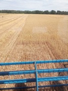 OWIES SUCHY NA KARMĘ DLA KRÓLIKÓW, GĘSI 20 KG