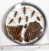 SZERSZENIE VCSzr02. Gablotka dwustronna. Duża rzadkość.