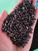 Słonecznik czarny karma dla ptaków zimujących 20kg pokarm do karmnika