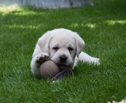 Labrador retriever szczeniaki biszkoptowe FCI ZKwP