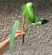 Philodendron filodendron Emerald Queen sadzonka cięta szczytowa nr 1