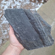 Skamieniałość duży odcisk Sigillaria Syringodendron