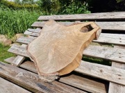 Plaster Drewna Brzoza 60/8 cm Wysuszony Blat Stolik Żywica DIY 