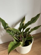 Filodendron Ring of Fire Philodendron P12 ~30cm