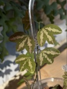 PASSIFLORA | sadzonka rosnąca