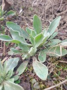 Firletka kwiecista sadzonka