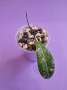 Hoya rintzii Borneo, hoja kolekcjonerska 