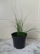 Dziki szczypiorek w doniczce