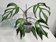 Monstera Burle Marx Flame wieki dół w bigosie 