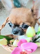 Chihuahua Mini Dziewczynka