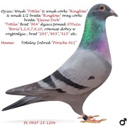 ***Top Prange/P.E.C ***