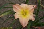 Hemerocallis / Liliowiec: Edmund Bojanowski