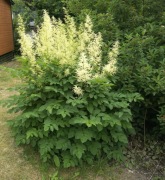 Parzydło leśne Arancus 