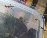 Straszyk Trachyaretaon sp North Luzon maluchy