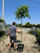 Acer campestre Anny's Globe, Klon polny, obwód 6-8, 8-10cm, pień 180cm